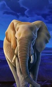 African Elephant
